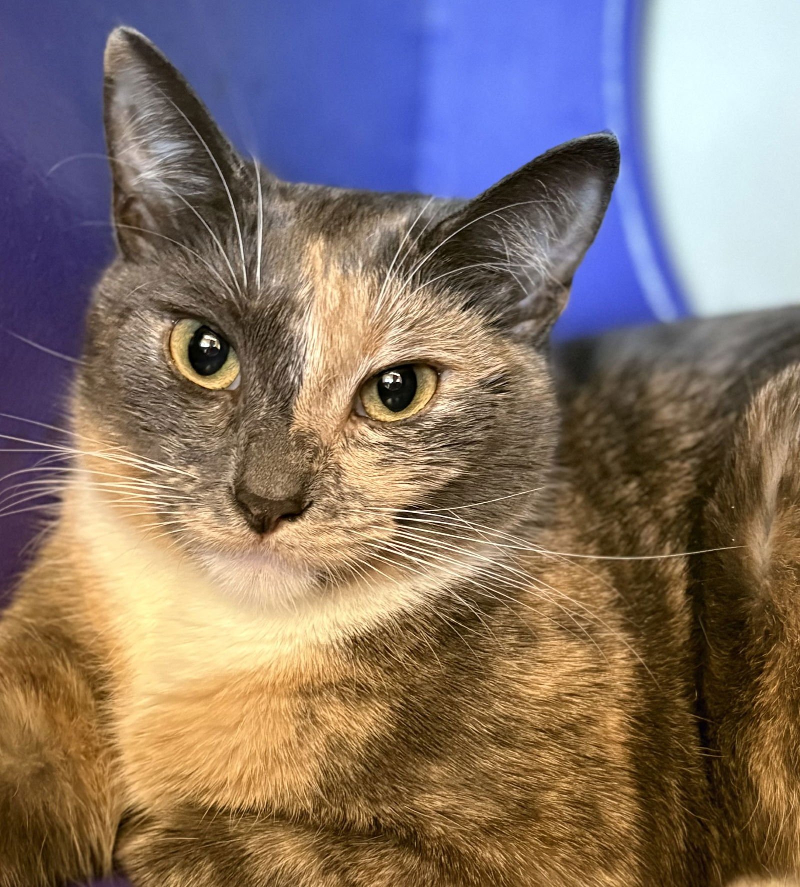 YOKAI - Domestic Short Hair available for adoption