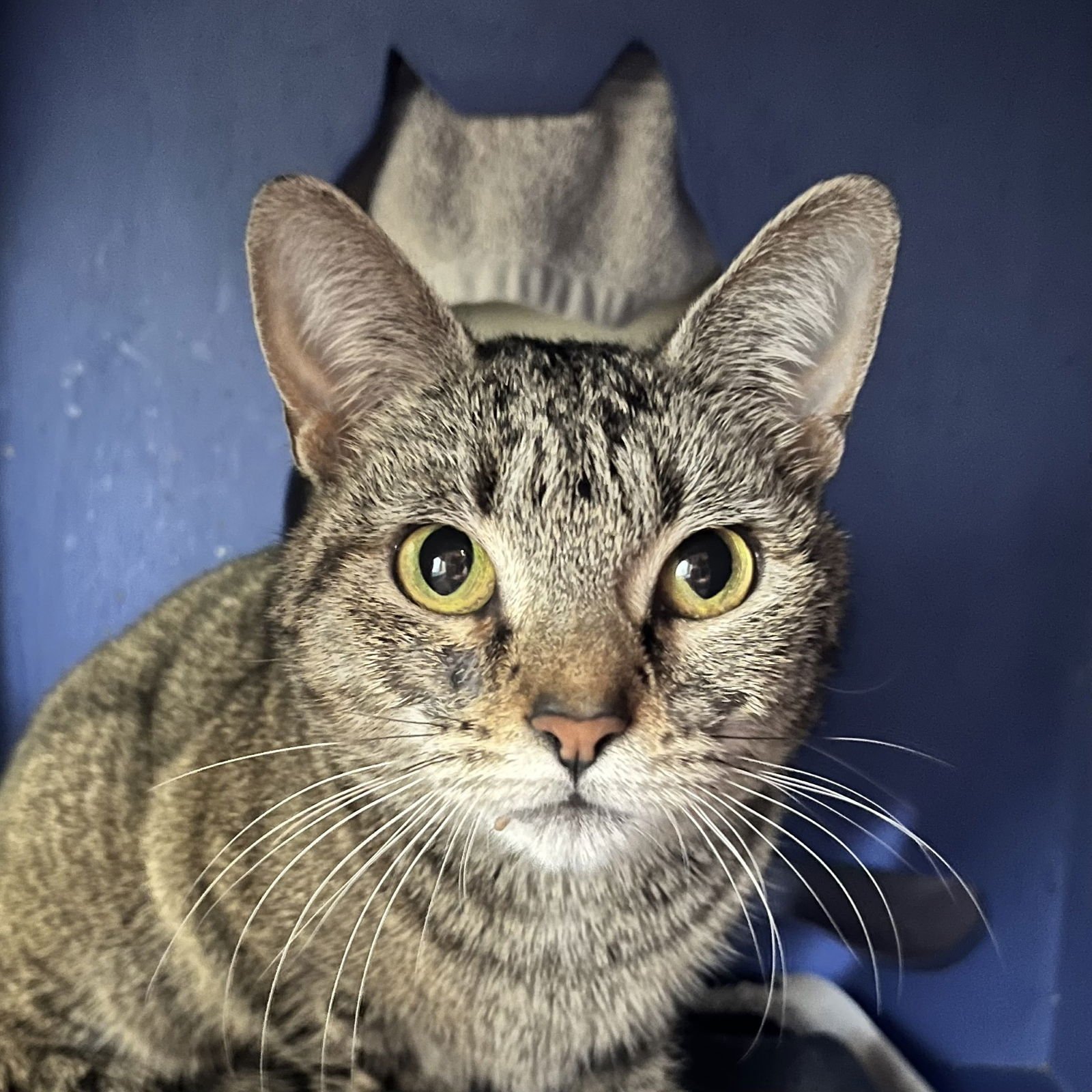 MARGARET - Domestic Short Hair available for adoption