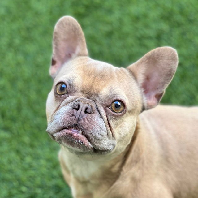 BETTY - French Bulldog available for adoption