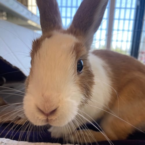 SKIPPY - Dutch available for adoption
