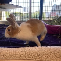Skippy - Photo 2