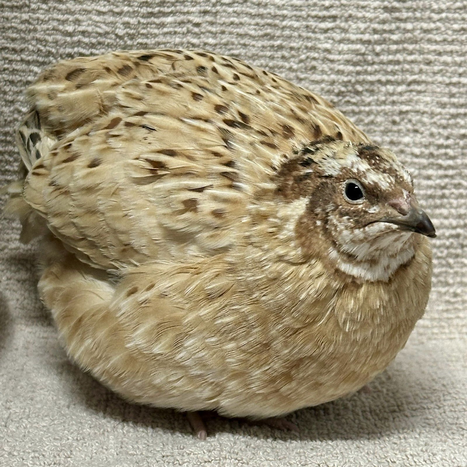 SAMWISE - Quail available for adoption