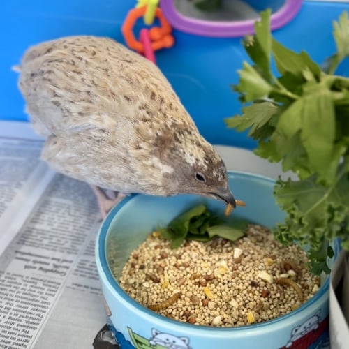 SAMWISE - Quail available for adoption