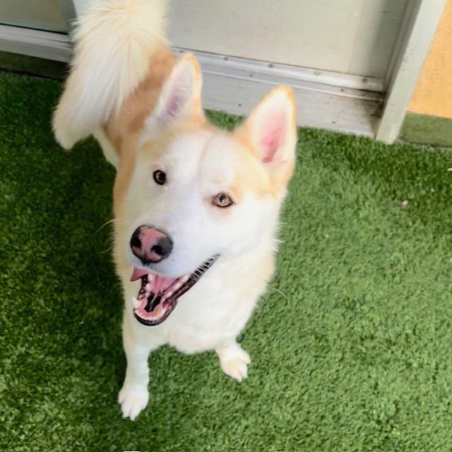 GERALT - Siberian Husky available for adoption