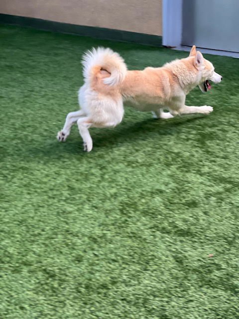 GERALT - Siberian Husky available for adoption