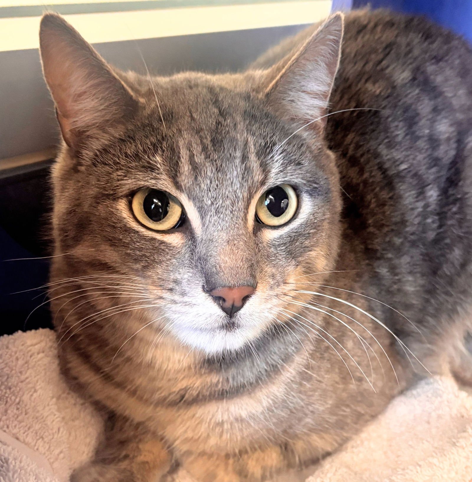 MANHATTAN - Domestic Short Hair available for adoption