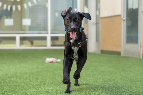 NOVA - German Shorthaired Pointer / German Shepherd Dog available for adoption