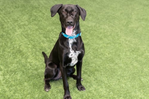 NOVA - German Shorthaired Pointer / German Shepherd Dog available for adoption