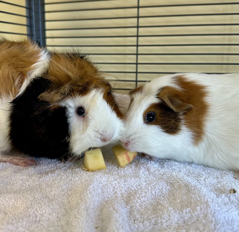 Marshmellow & Brownie Image