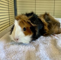 Marshmellow & Brownie - Photo 2