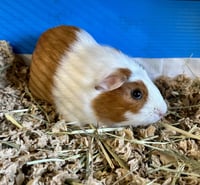 Marshmellow & Brownie - Photo 3