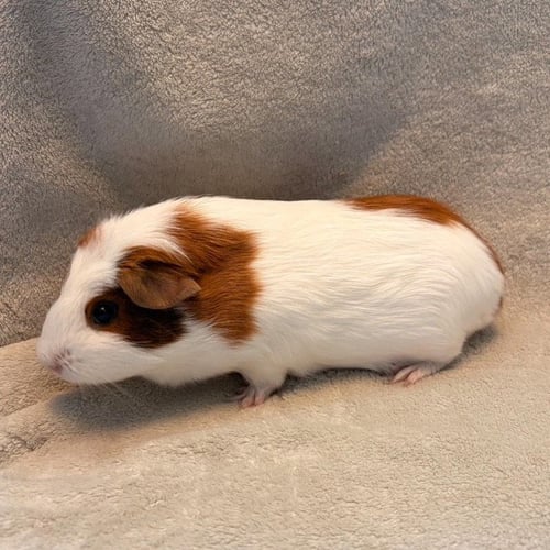 MARSHMELLOW & BROWNIE(F) - Guinea Pig available for adoption