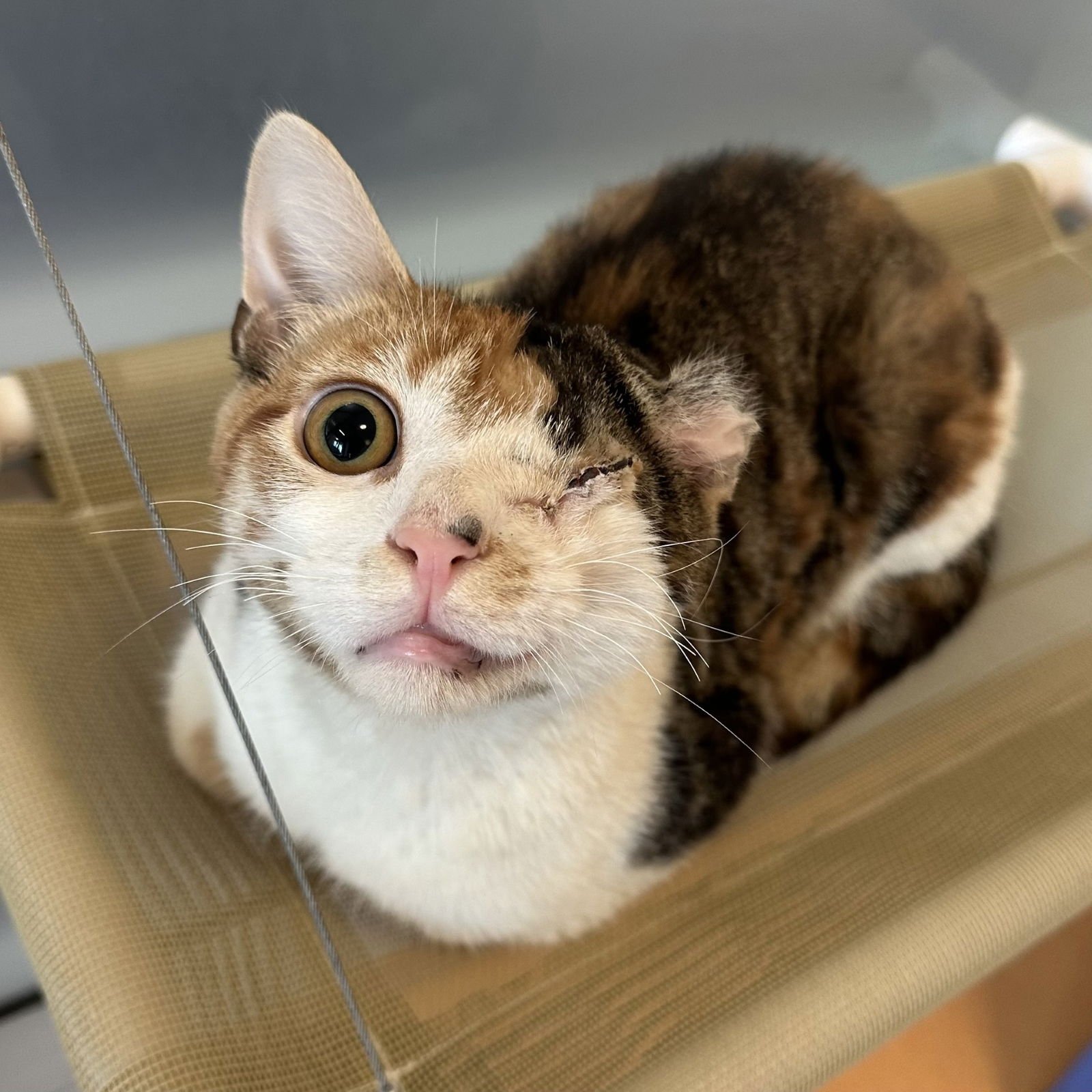 BERET - Domestic Short Hair available for adoption