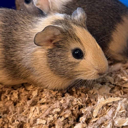 LINNY(M) - Guinea Pig available for adoption