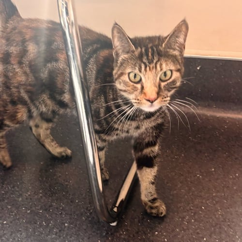 POLLY POCKET - Domestic Short Hair / Torbie available for adoption