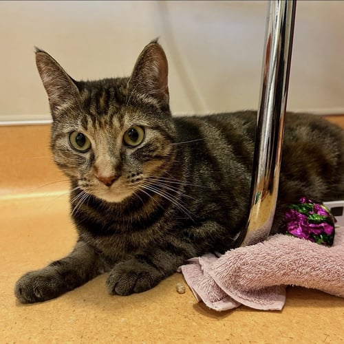 POLLY POCKET - Domestic Short Hair / Torbie available for adoption