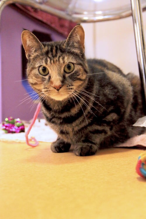 POLLY POCKET - Domestic Short Hair / Torbie available for adoption