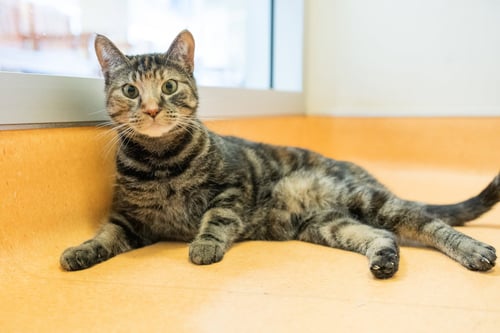 POLLY POCKET - Domestic Short Hair / Torbie available for adoption