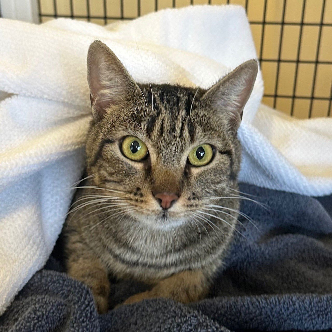 SKYLAR - Domestic Short Hair available for adoption