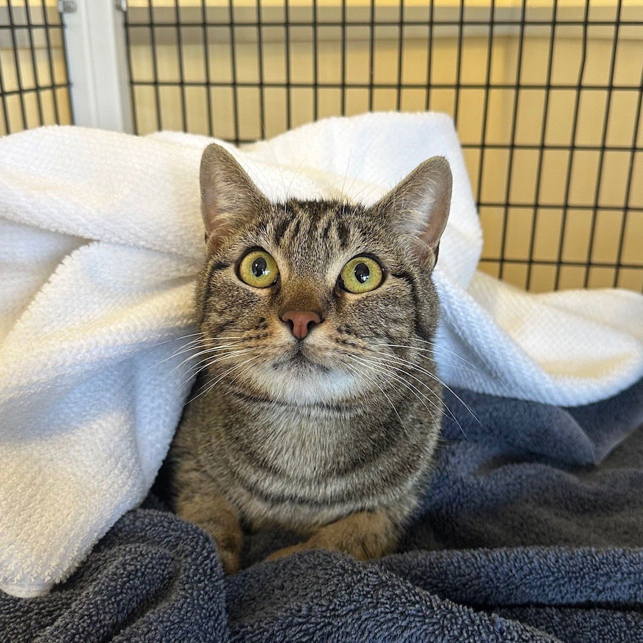 SKYLAR - Domestic Short Hair available for adoption