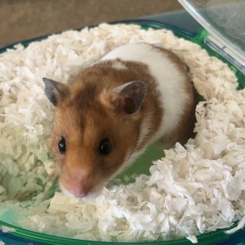 OZZY OSBOURNE (M) - Hamster available for adoption