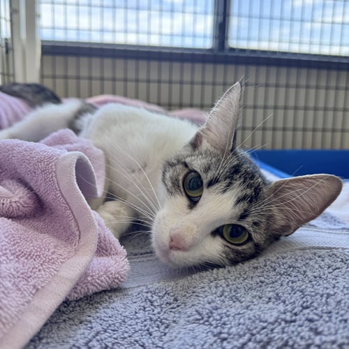 CATALINA - Domestic Short Hair available for adoption