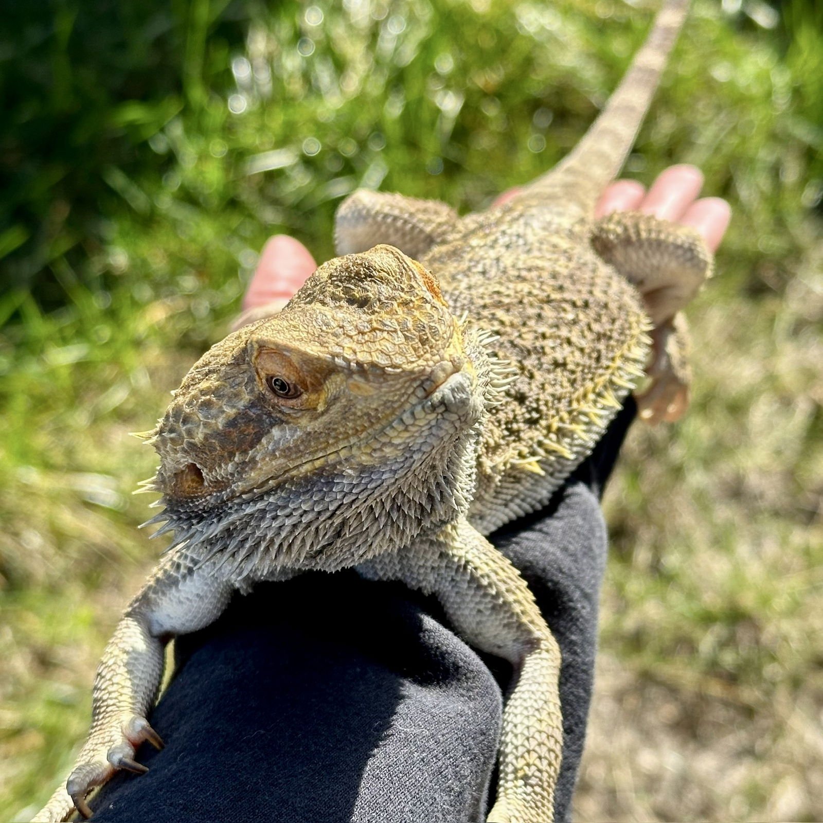 SHARPIE - Lizard available for adoption