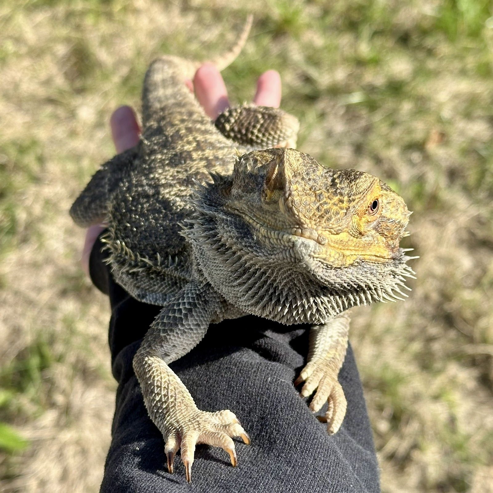 SHARPIE - Lizard available for adoption