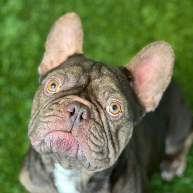 KODAK - French Bulldog available for adoption