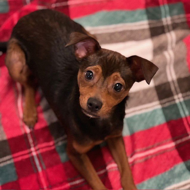 GORDO THE PUPPY! - Chihuahua / Miniature Pinscher available for adoption