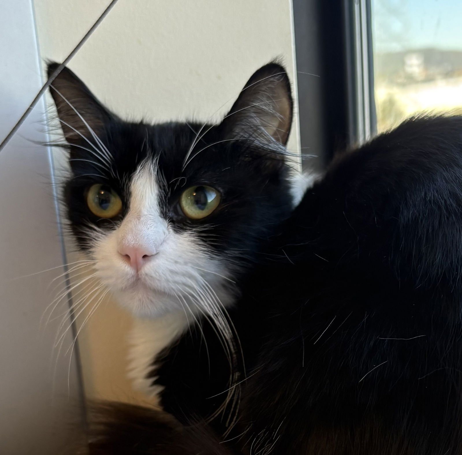 ERIKA - Domestic Medium Hair available for adoption