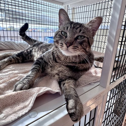 GARY - Domestic Short Hair available for adoption
