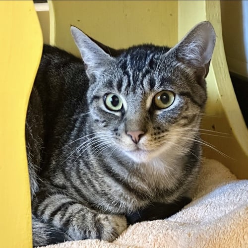 EBONY & SUKKAR - Domestic Short Hair available for adoption