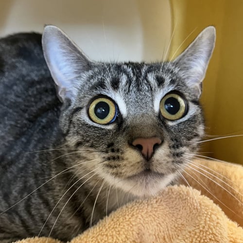 EBONY & SUKKAR - Domestic Short Hair available for adoption