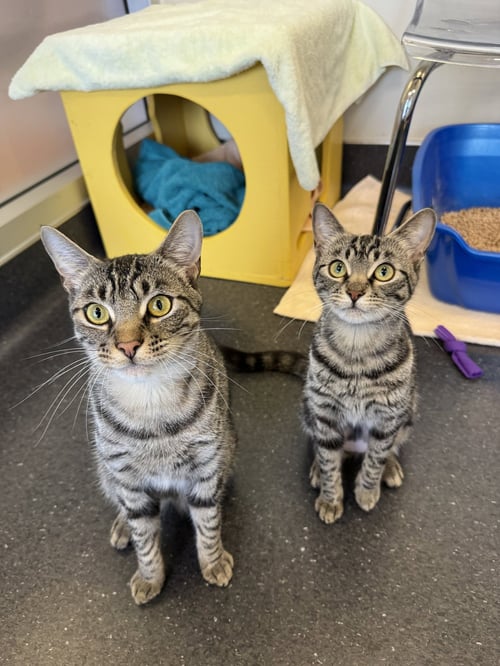 EBONY & SUKKAR - Domestic Short Hair available for adoption