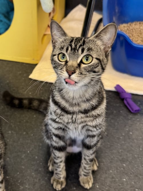 EBONY & SUKKAR - Domestic Short Hair available for adoption