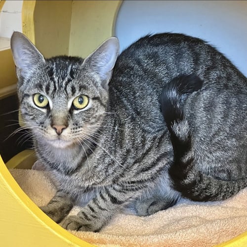 EBONY & SUKKAR - Domestic Short Hair available for adoption