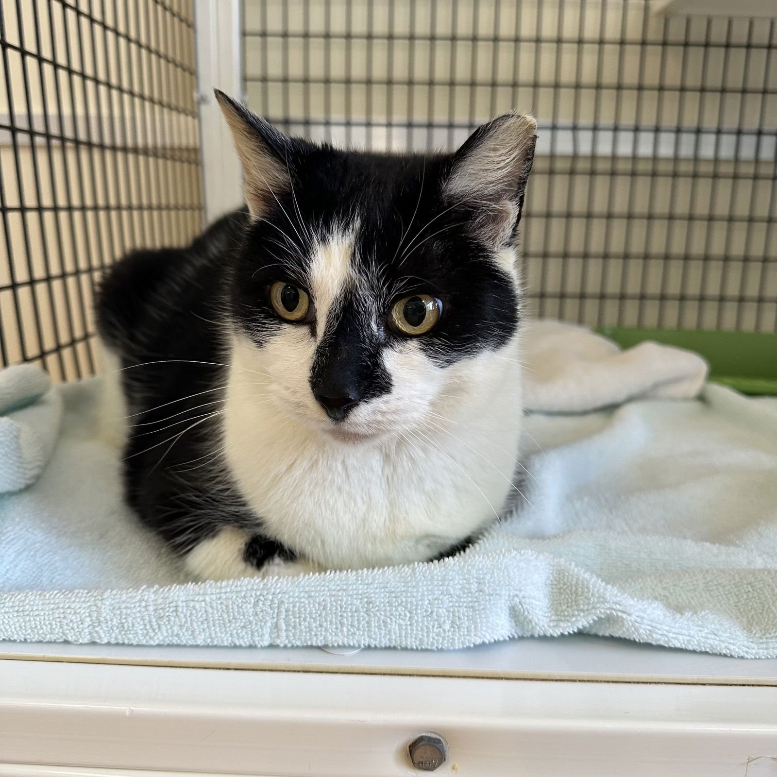 PANDA - Domestic Short Hair available for adoption