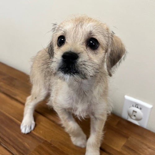 TERRIER PUPPIES! - Terrier available for adoption