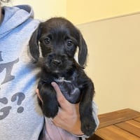 Terrier Puppies! - Photo 2