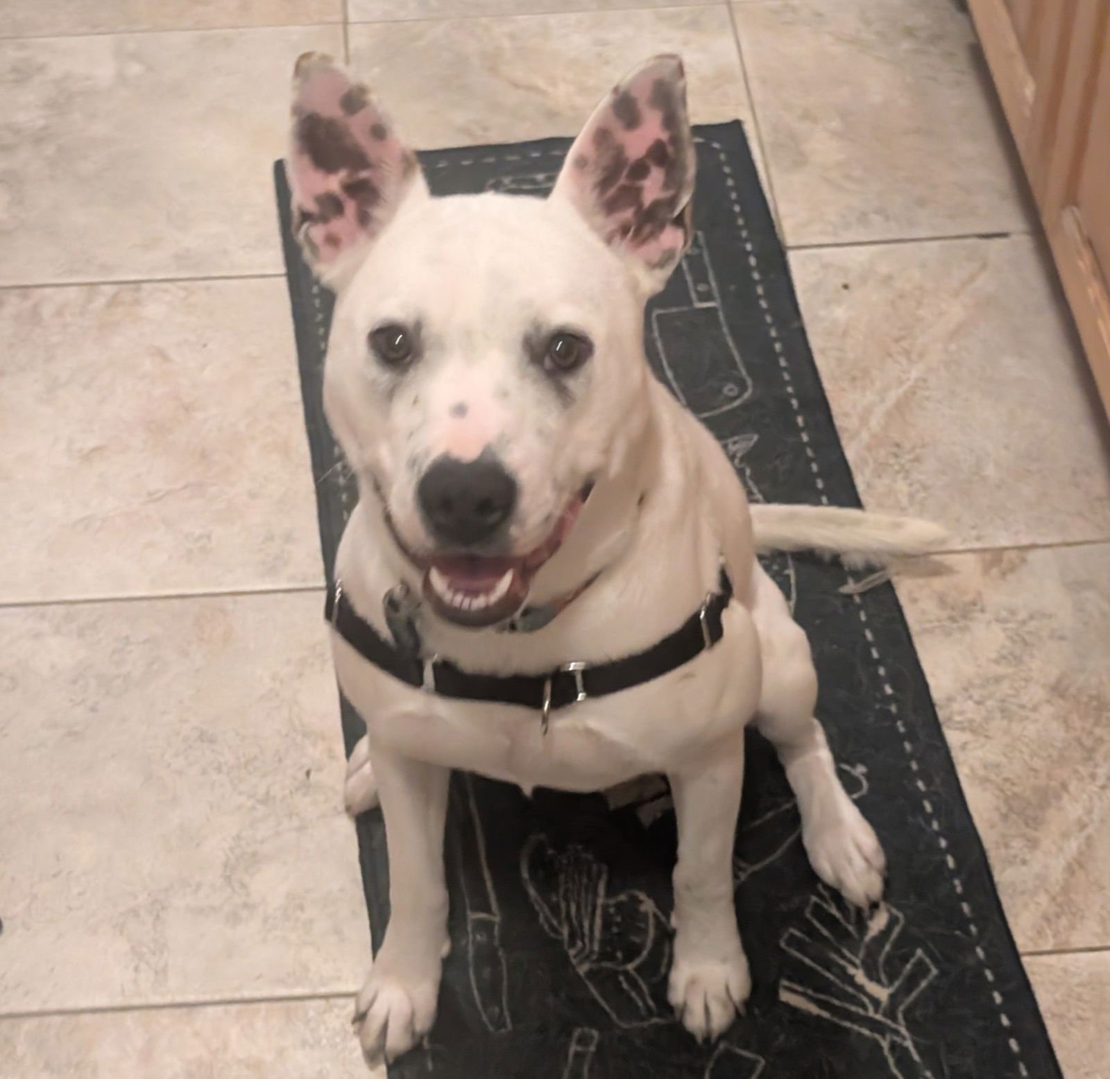 LEIA - Pit Bull Terrier available for adoption