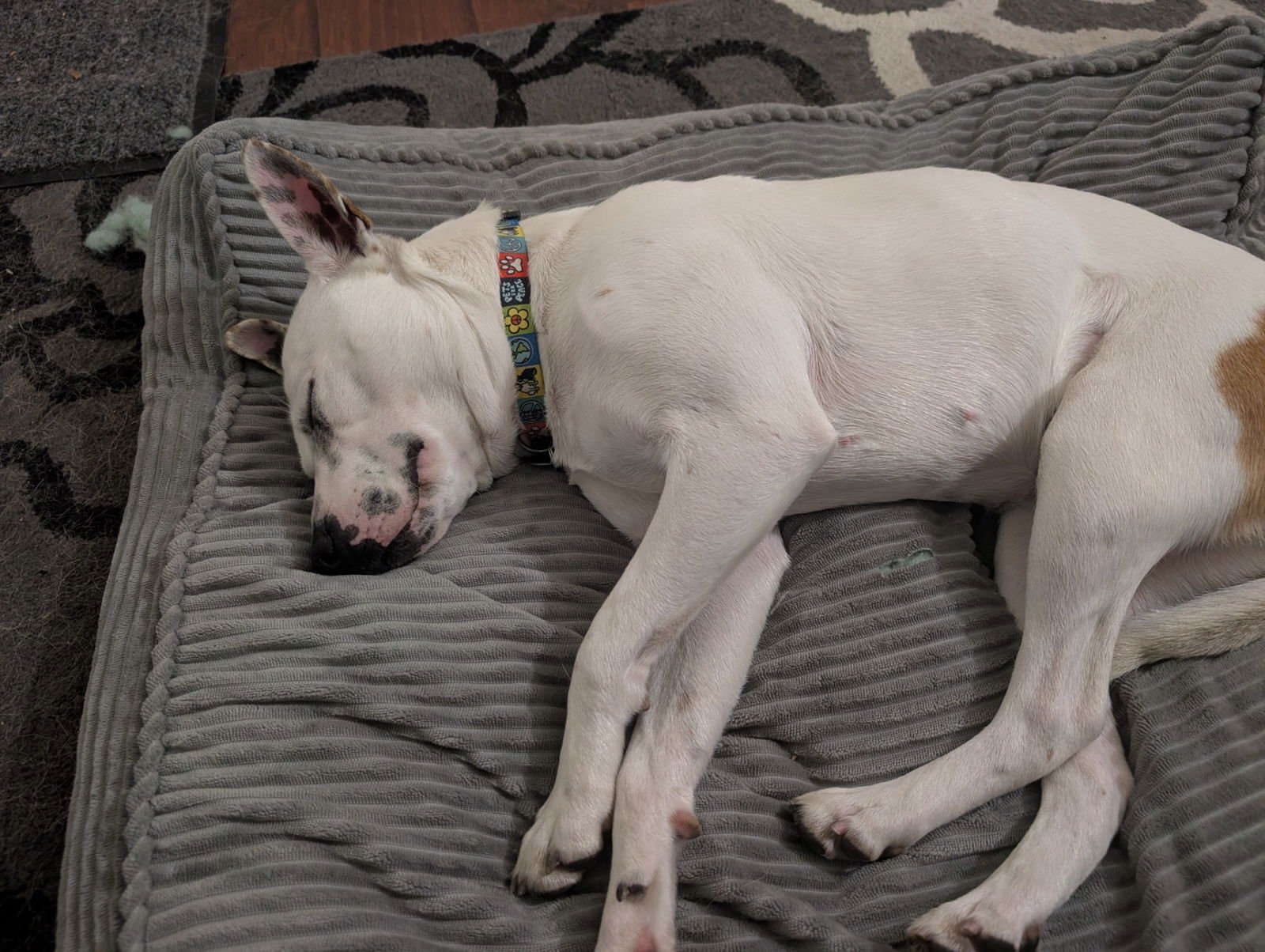 LEIA - Pit Bull Terrier available for adoption