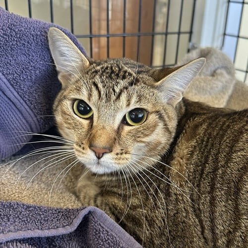 YSOABL - Domestic Short Hair available for adoption