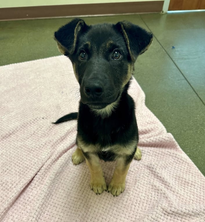 Flash the Puppy! Image