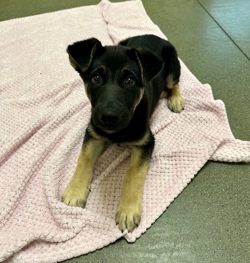 FLASH THE PUPPY! - German Shepherd Dog available for adoption