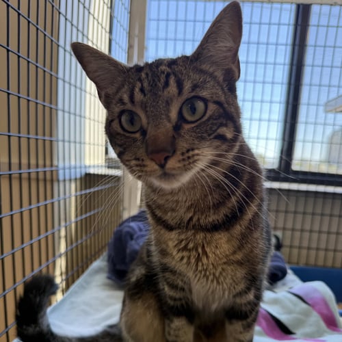 ACE - Domestic Short Hair available for adoption