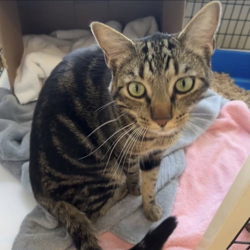 ACE - Domestic Short Hair available for adoption