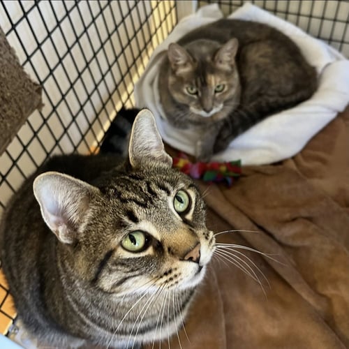 BELLA LUNA & NERON - Domestic Short Hair available for adoption