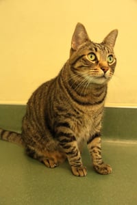 Bella Luna & Neron - Photo 4