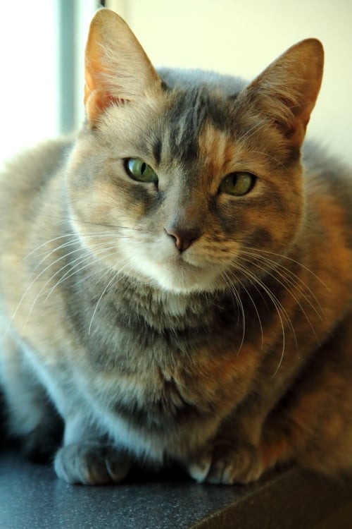 BELLA LUNA & NERON - Domestic Short Hair available for adoption